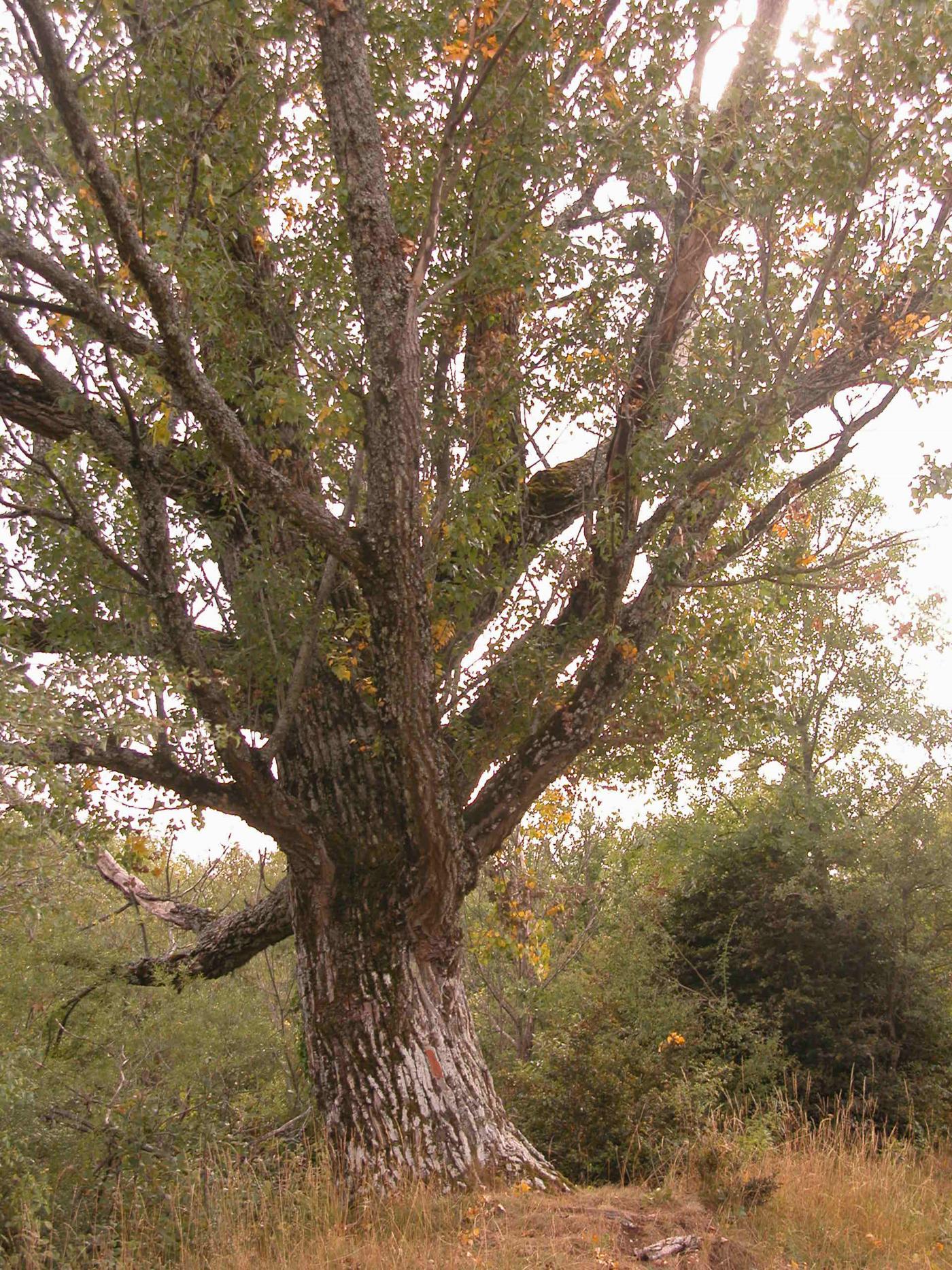 Poplar, Black plant